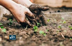 Грядки вже порожні? Що посіяти у вересні, щоб земля не виснажилася