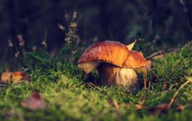 Похід по гриби чи прогулянка лісом: і те, і інше корисне для здоров'я