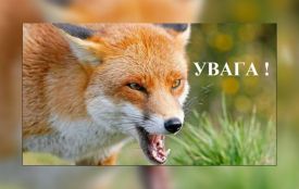 У Бродецькому лис розгулює по дорозі, якою  діти йдуть до школи. Мешканці б'ють на сполох