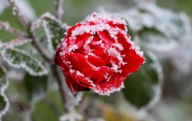 На Вінниччину йдуть перші заморозки. Вночі температура впаде до -3°