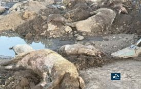 Мертвих свиней роками закопували в землю у Глуховецькій громаді?