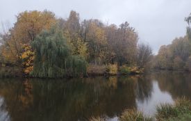 Осінь бере своє: синоптики попереджають про дощі та похолодання на Вінниччині