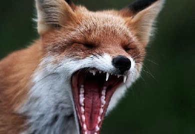 Скажені пси нападають на козятинчан на сайті 20minut.ua Скажені пси нападають на козятинчан, фото №3 на сайті 20minut.ua