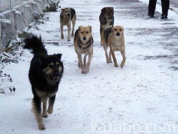 Скажені пси нападають на козятинчан, фото №1 на сайті 20minut.ua